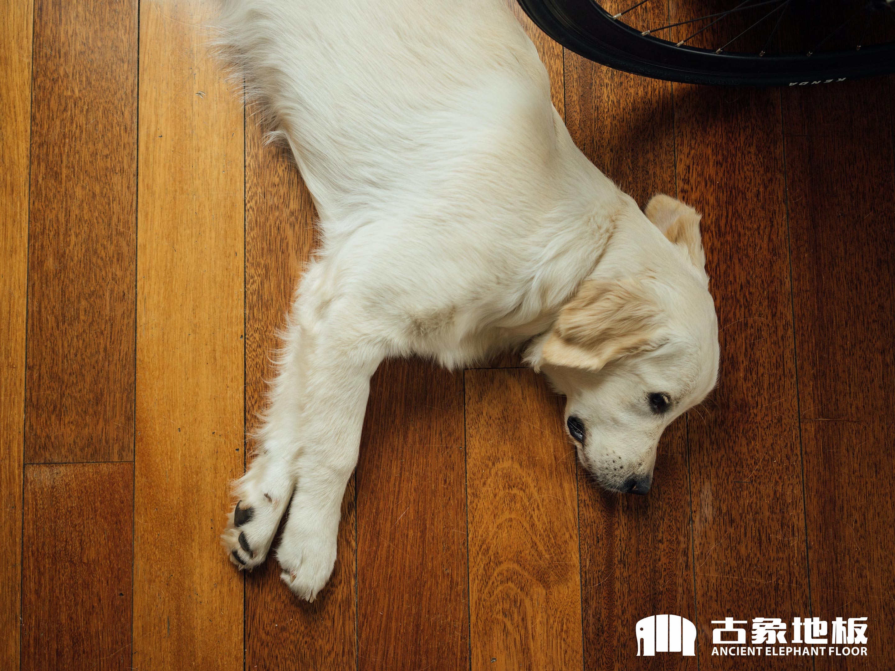 寵物在強(qiáng)化地板上撒尿了怎么辦