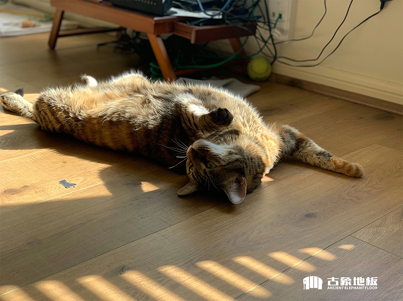 寵物地板