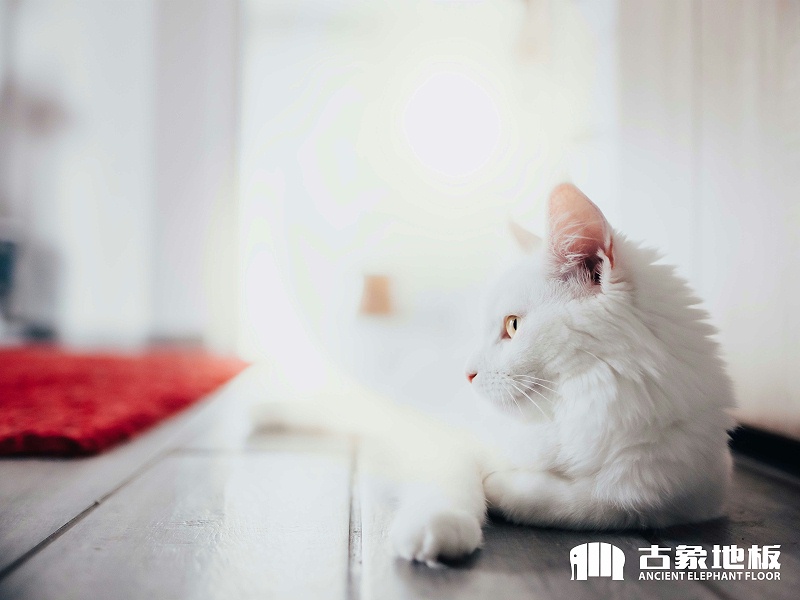 預(yù)防多層實(shí)木地板開(kāi)裂小技巧